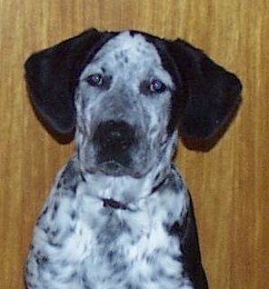 hund6-korr.jpg (20804 Byte)