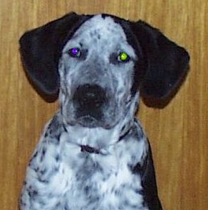 hund6-korr2.jpg (19705 Byte)