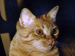 katze1-korr.jpg (16858 Byte)