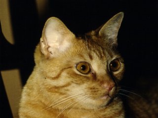 katze1.jpg (13175 Byte)